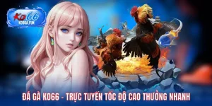 Đá gà KO66