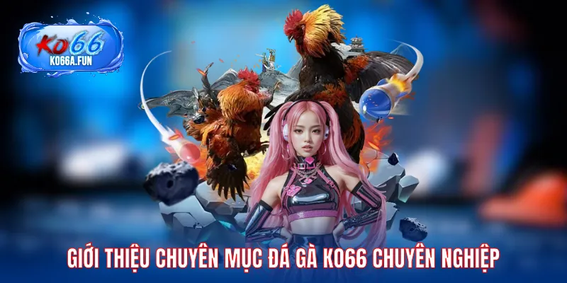 Giới thiệu chuyên mục đá gà KO66 chuyên nghiệp