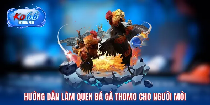 Hướng dẫn làm quen đá gà Thomo cho người mới